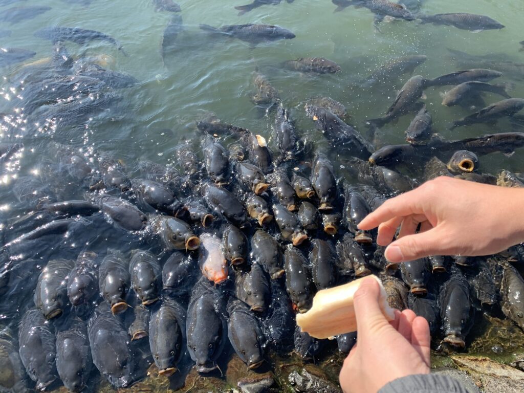 南郷水産センター　鯉の餌やり　たくさんの鯉